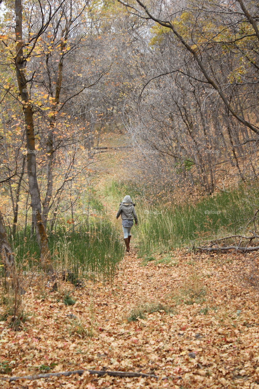 Fall, Tree, Landscape, Wood, Nature