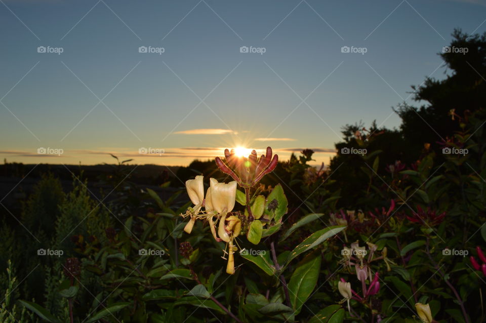 flowering sunset