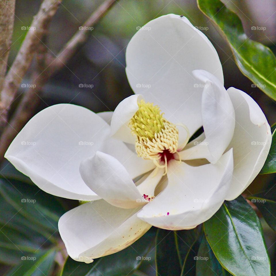 Magnolia Blossom 