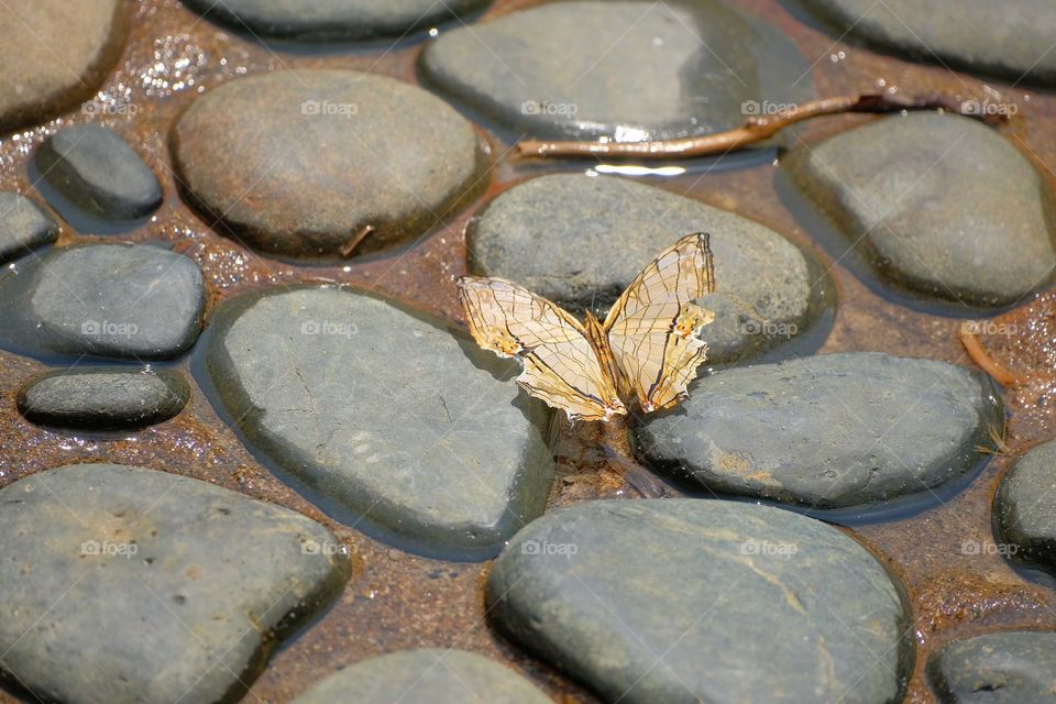 butterfly on the stones