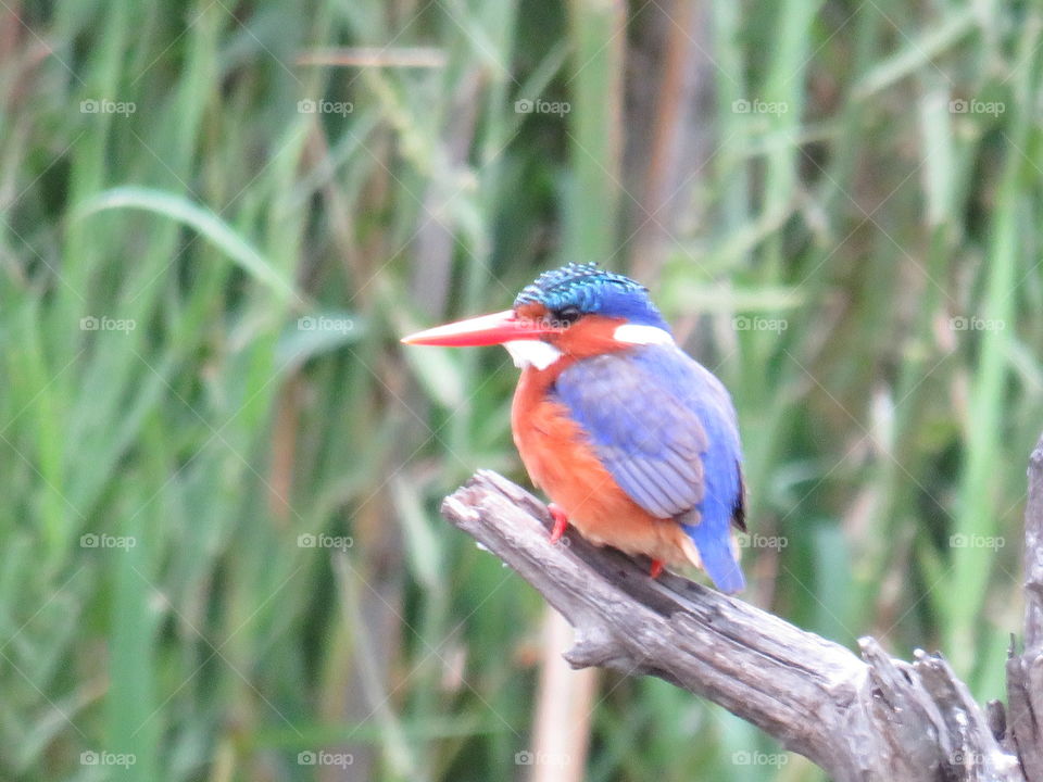 Malakite kingfisher at panic lake south africa in the Skukuza region of the Kruger national Park