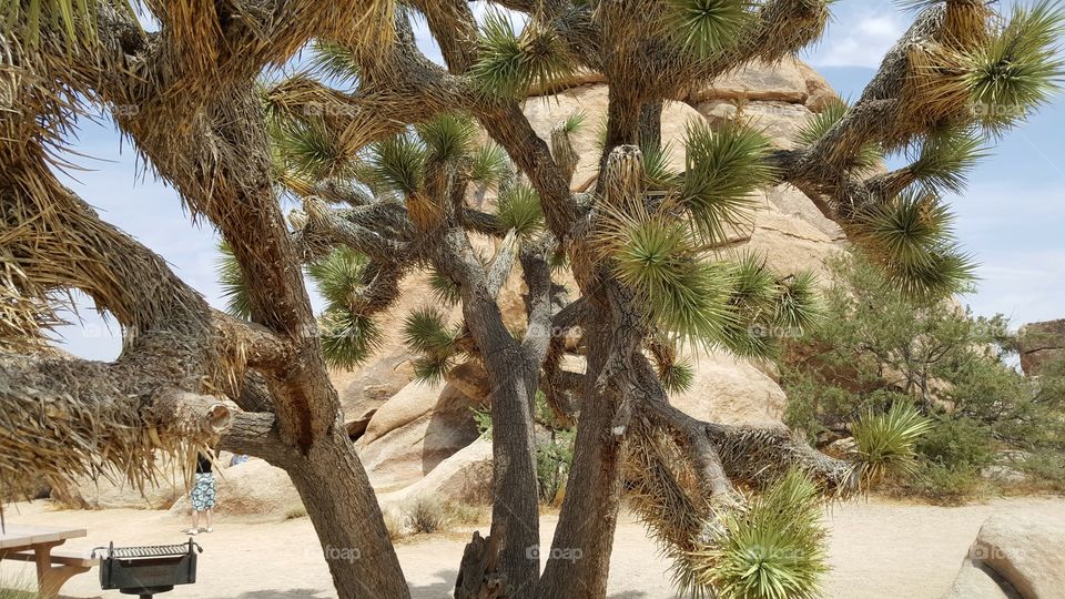 a shot of some rock through the branches of a Joshua Tree (in Joshua Tree Park)