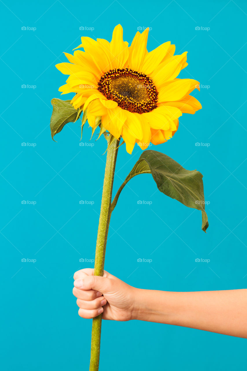 Sunflower in a hand. Closeup of girl's hand holding a sunflower on blue background