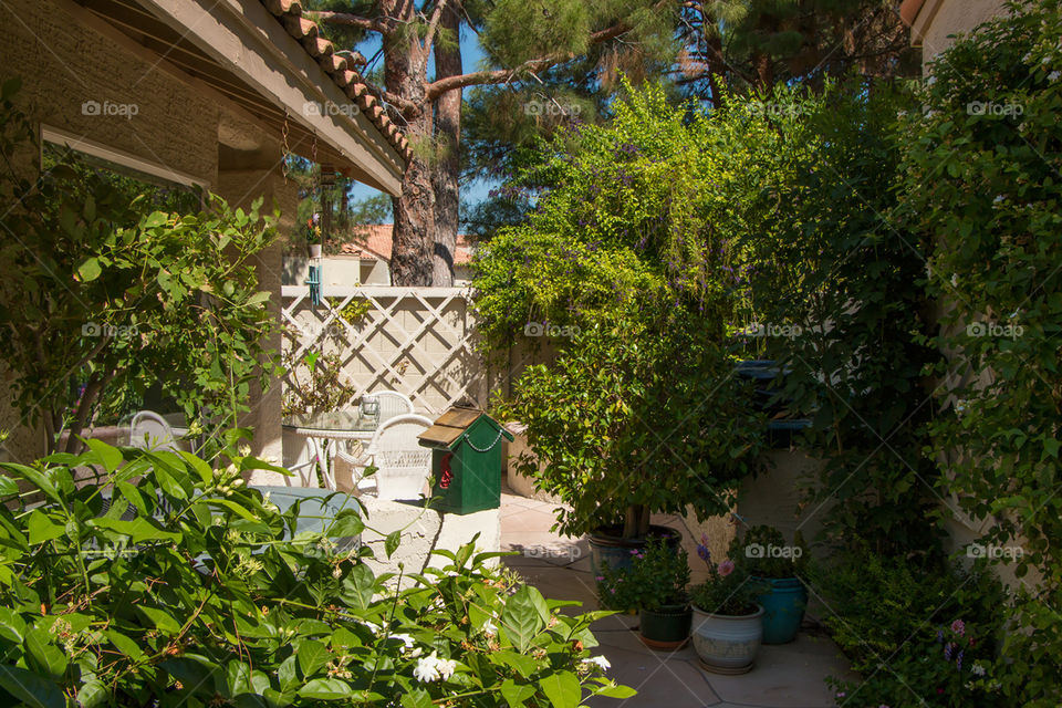 Small Lush Green Backyard