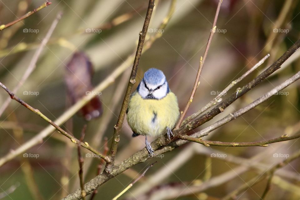 Blue Tit
