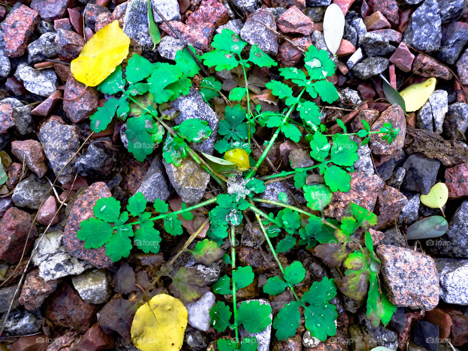 celandine plant growing among the rocks