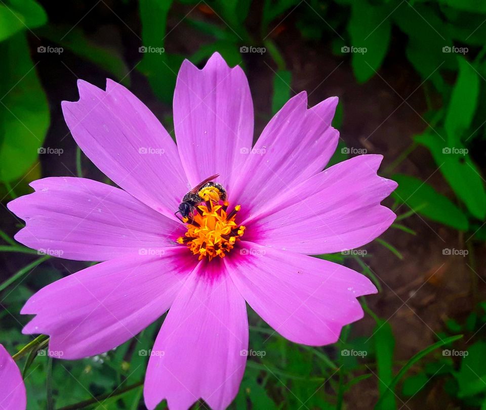 a bee on a flower
