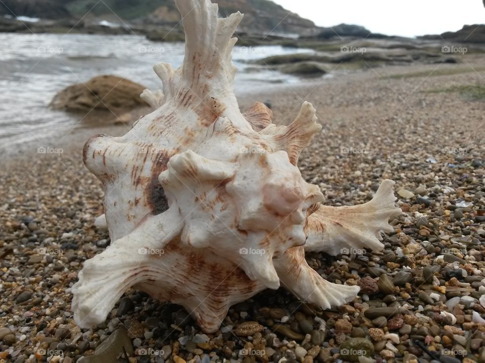 close up of seashell in front of the sea