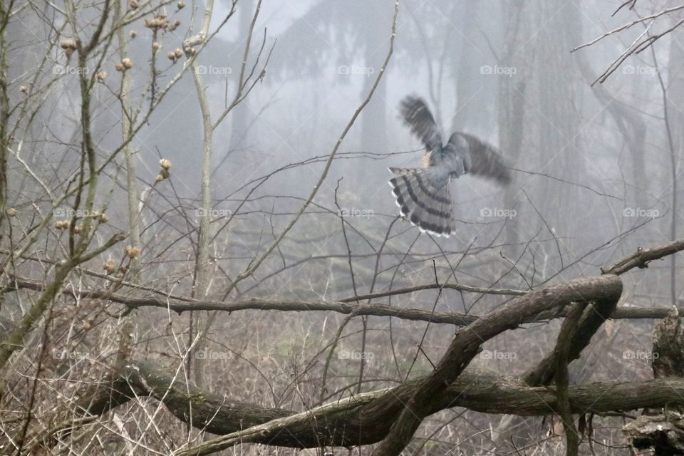 A hawk in flight on a foggy autumn day 