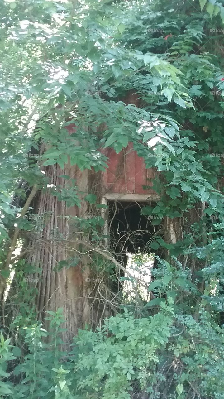 Old Barn in Woods