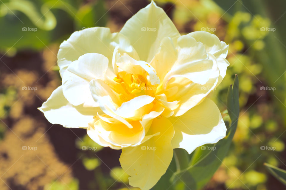 White tulip in full bloom