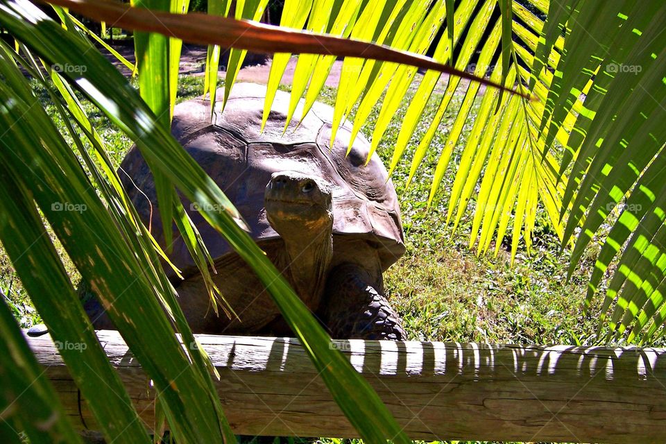 turtle , Galapagos tortoise, Australia zoo
