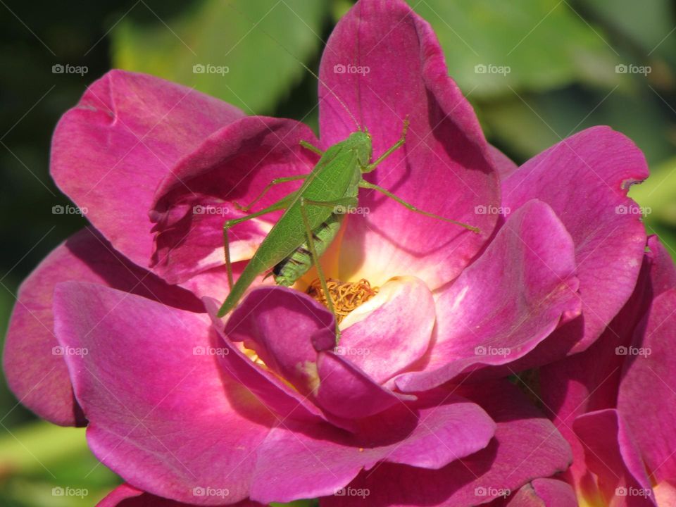 Green grasshopper on a pink rose