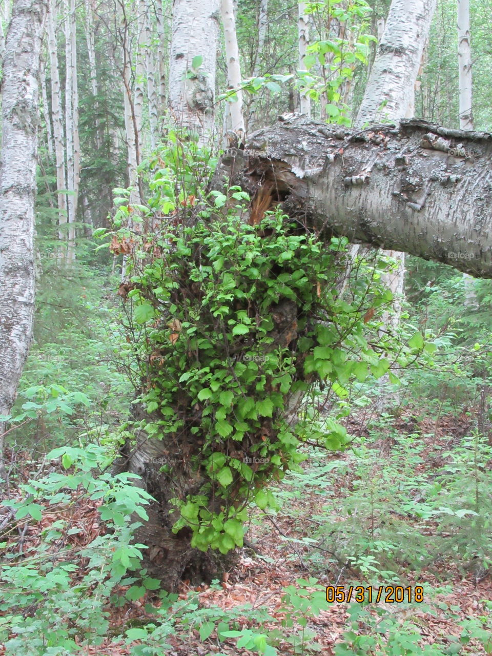 Birch tree 