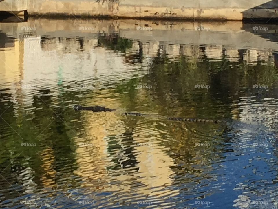 Salt water Croc on his morning stroll