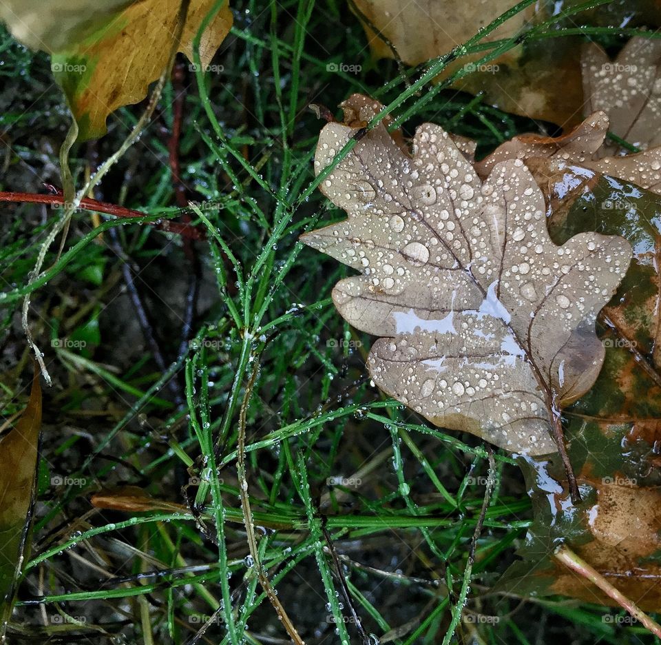 Water drop with maple leaf on grass