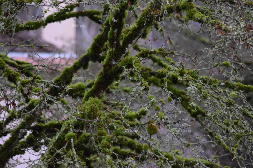 branches tree. green moss