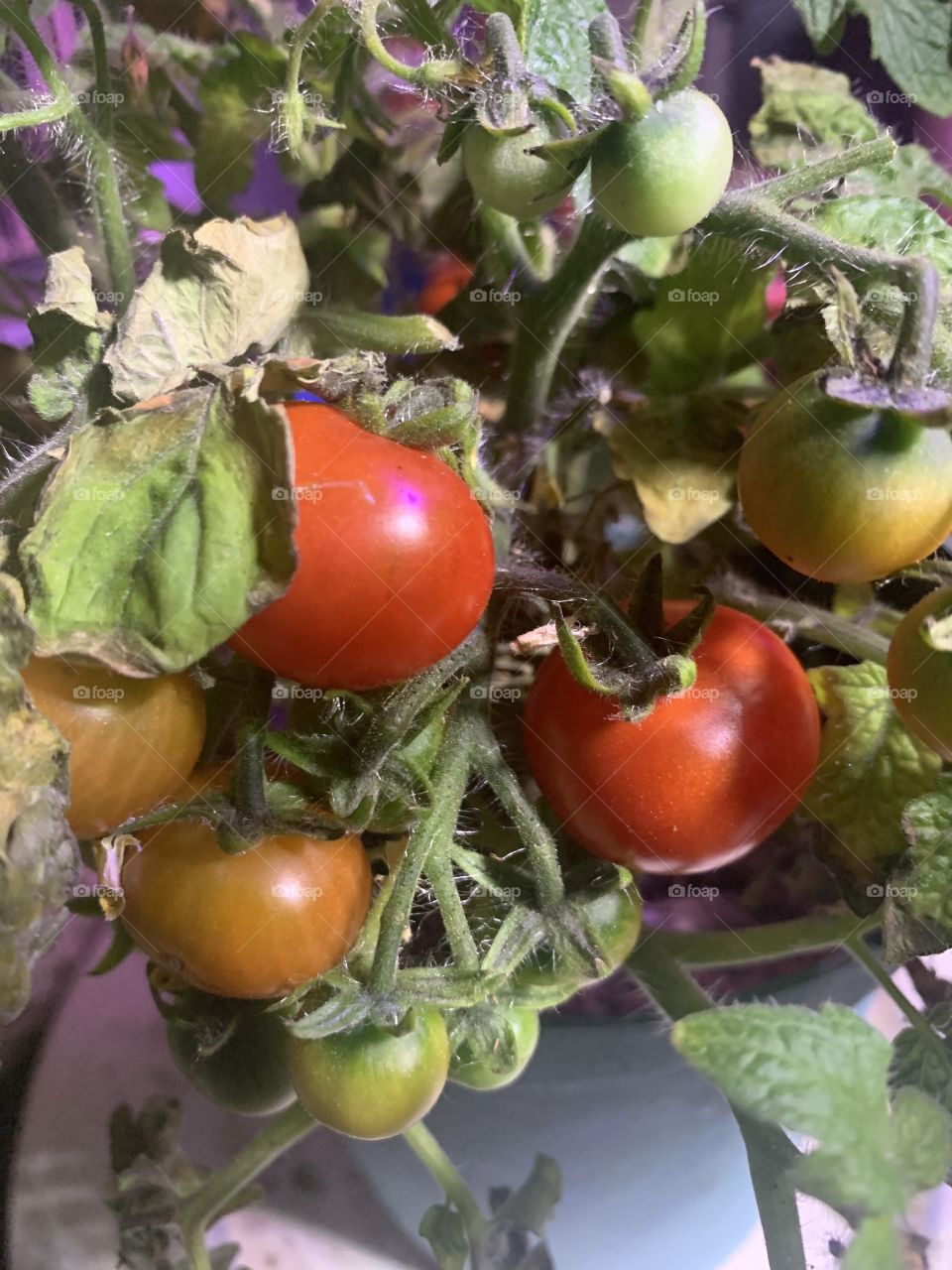 Tiny Tim tomatoes 