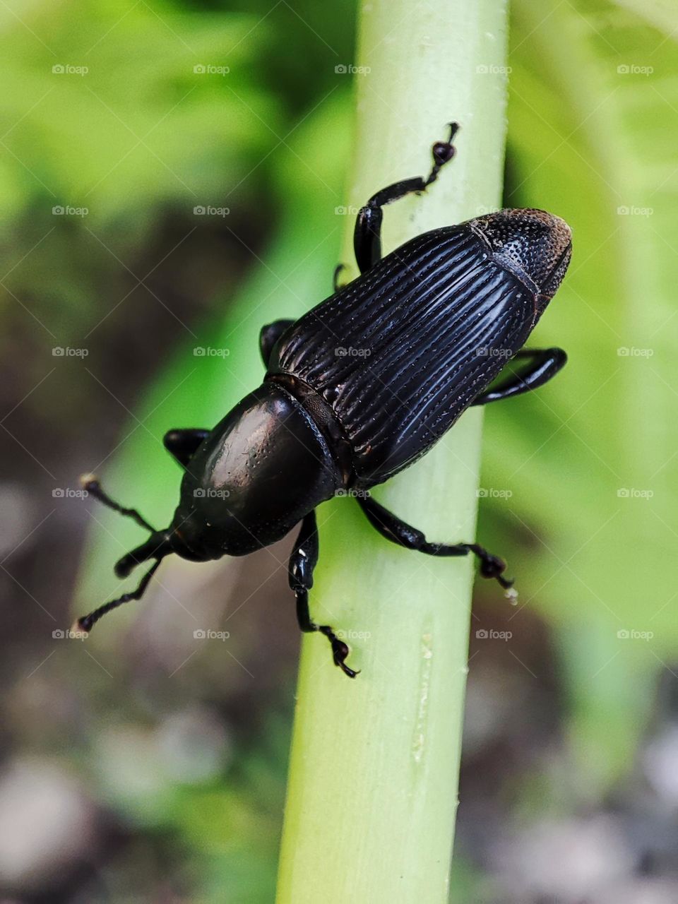 Rhynchophorus palmarum