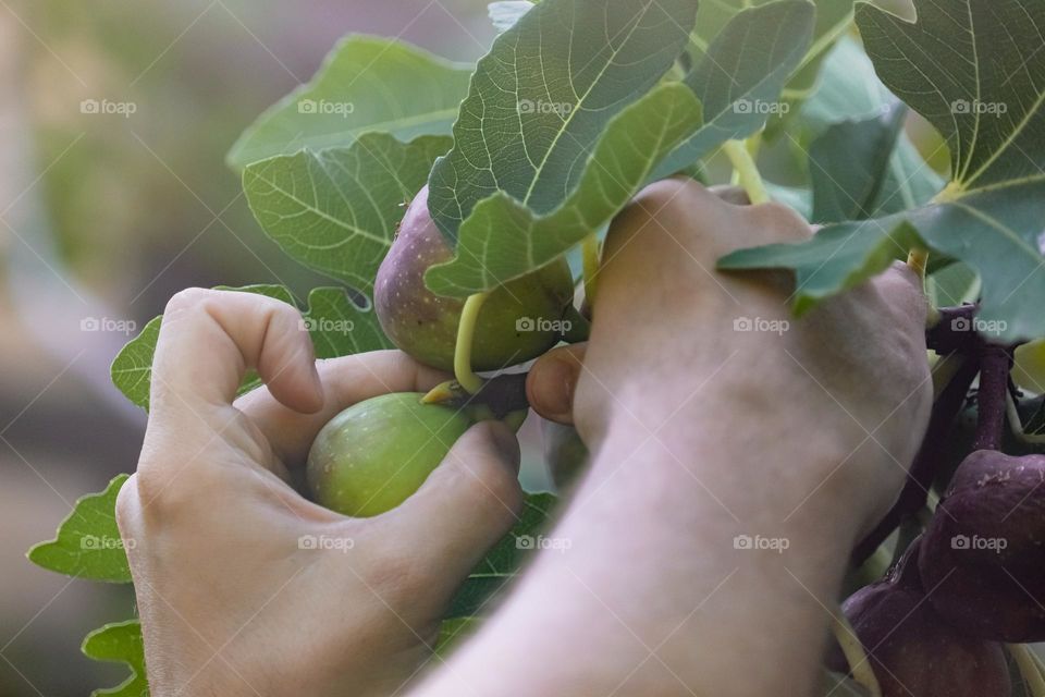 Harvesting figs in autumn