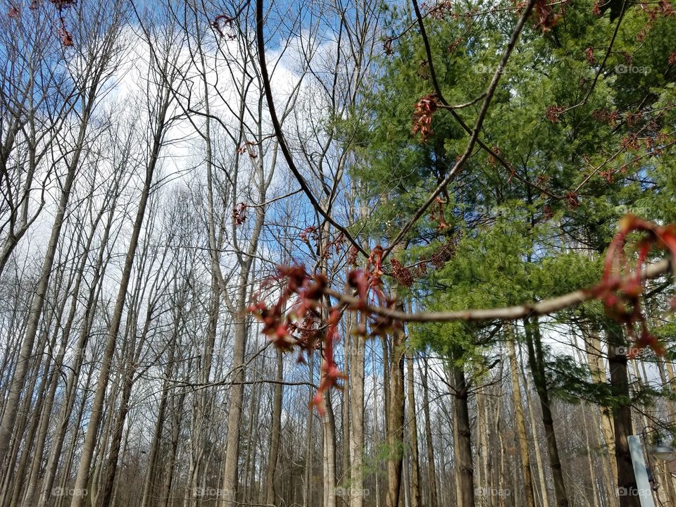 Branch curved trees background