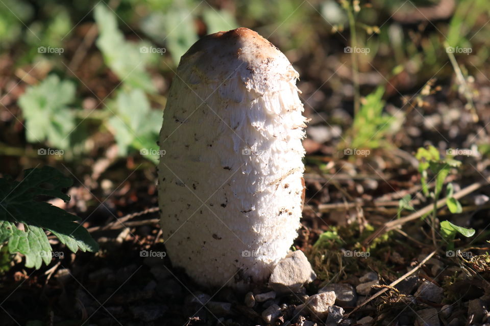 This mushroom !