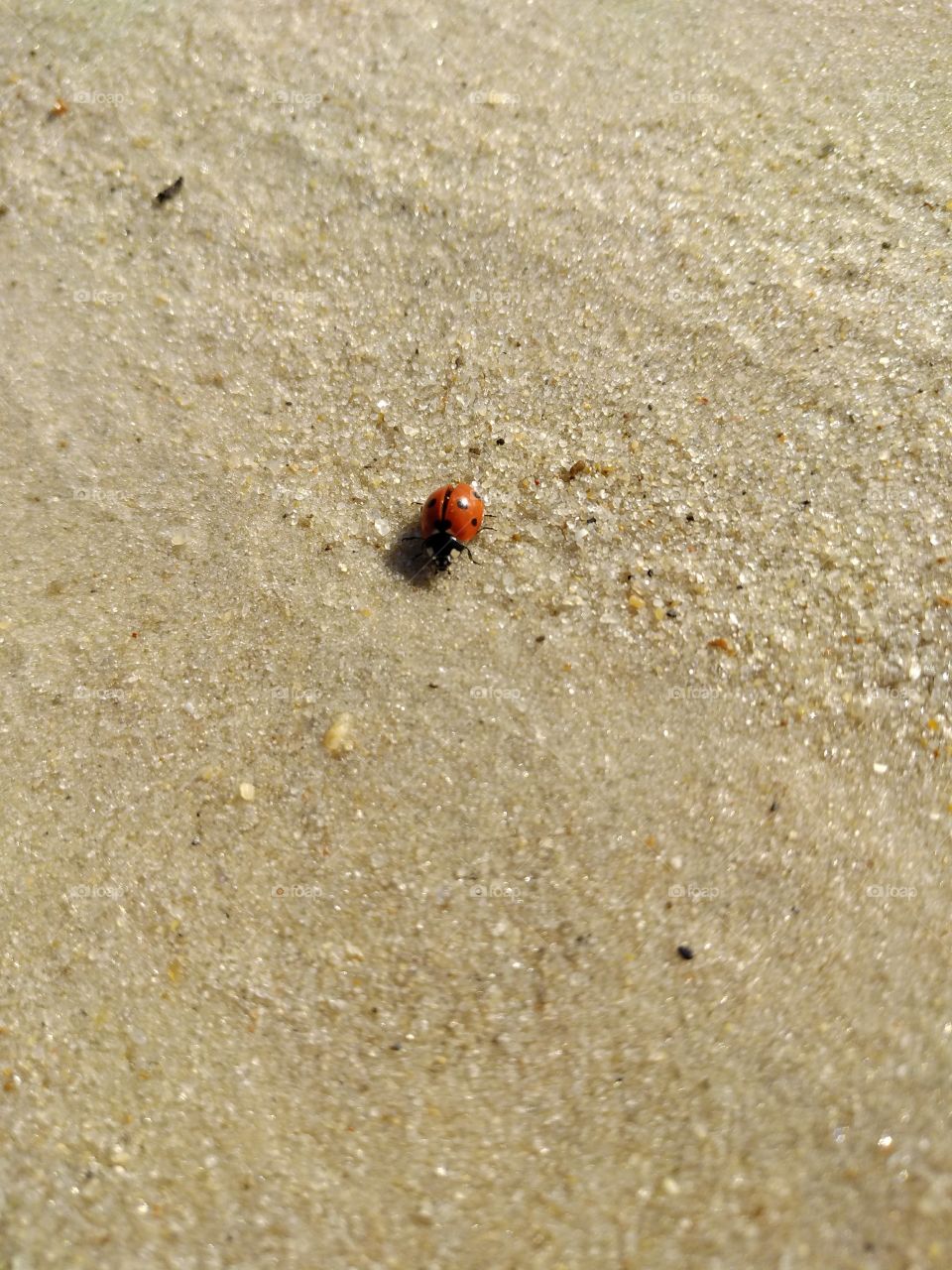 nature, beach, red insect