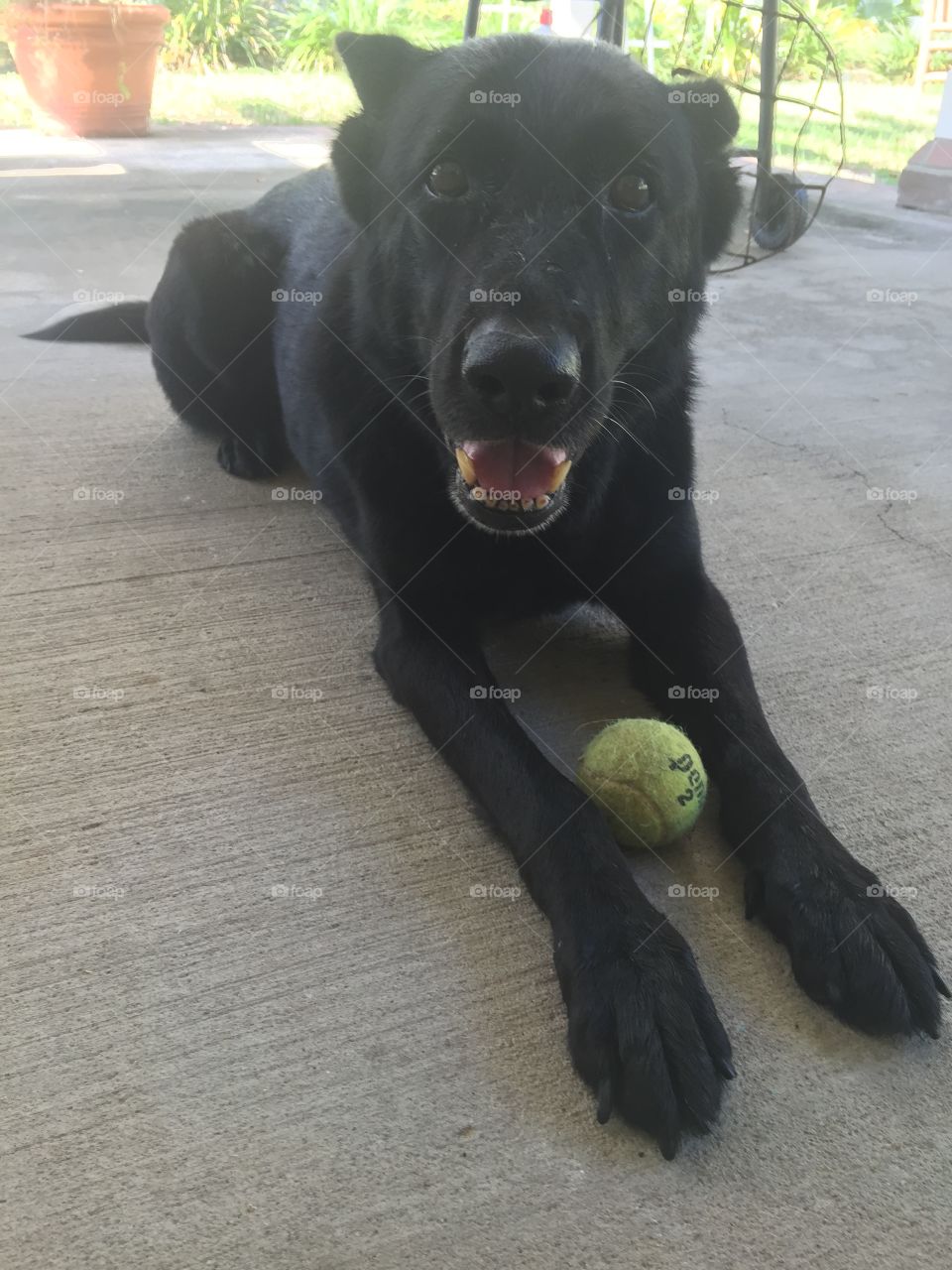 Got the ball. A dog with a ball