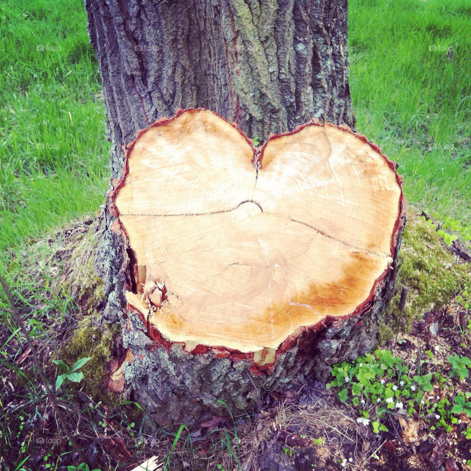 Heart stump