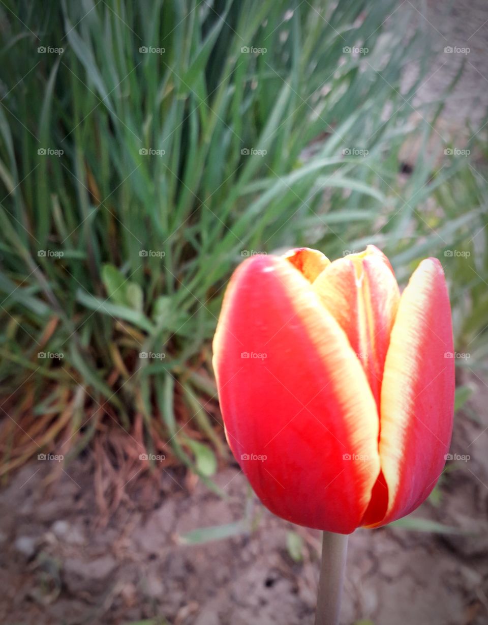 tulip