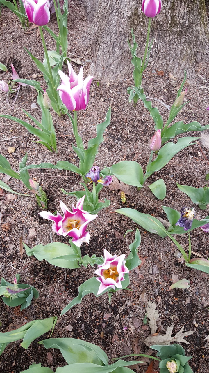 flower bloom blossom leaves pedal landscape Gardner Garden grass