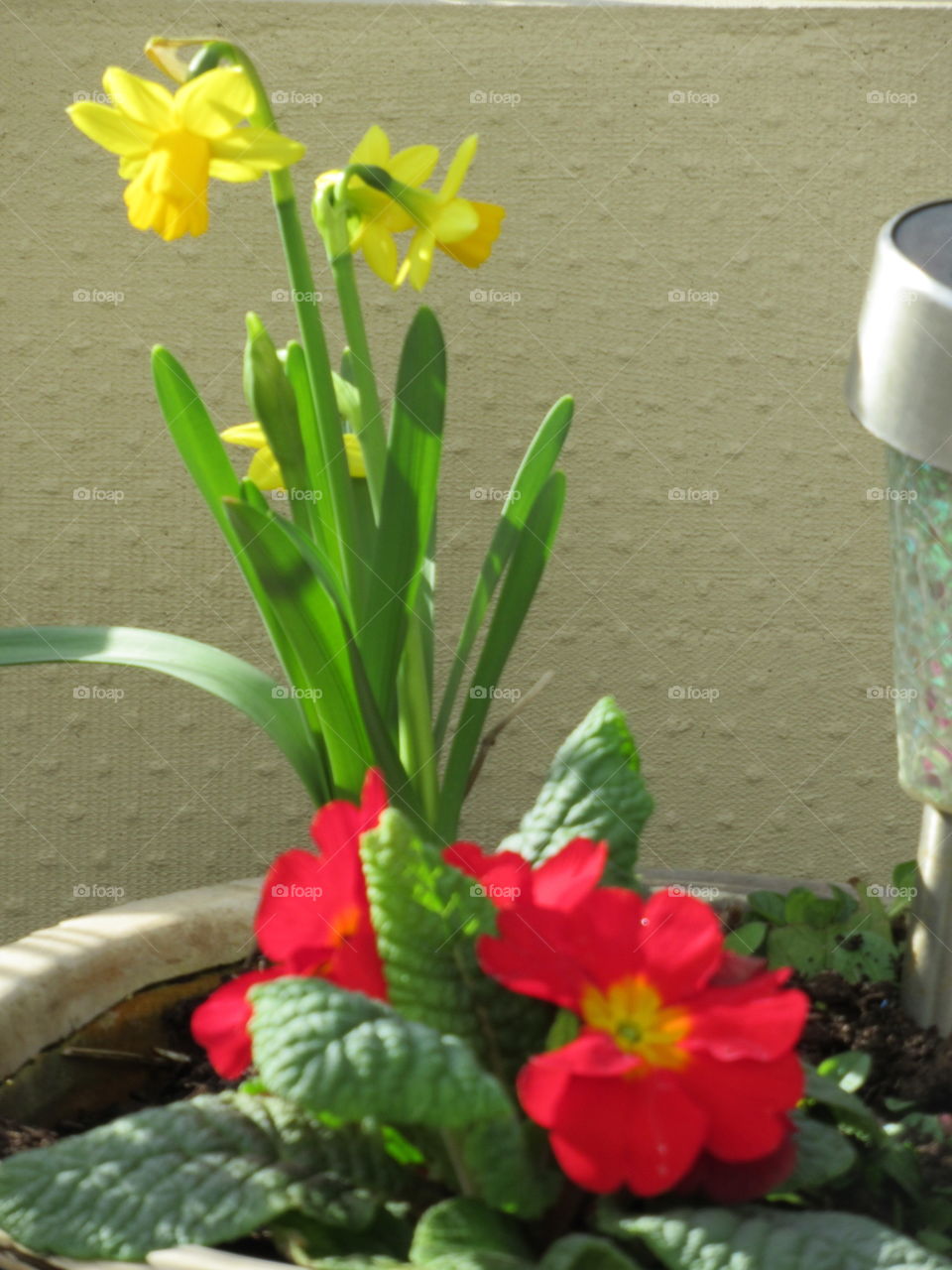 spring flowers growing in a pot in the garden