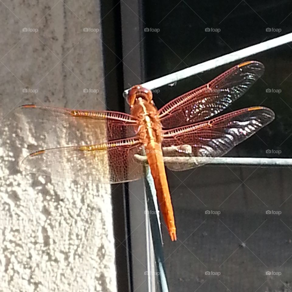 dragon fly. backyard in Bakersfield,  California