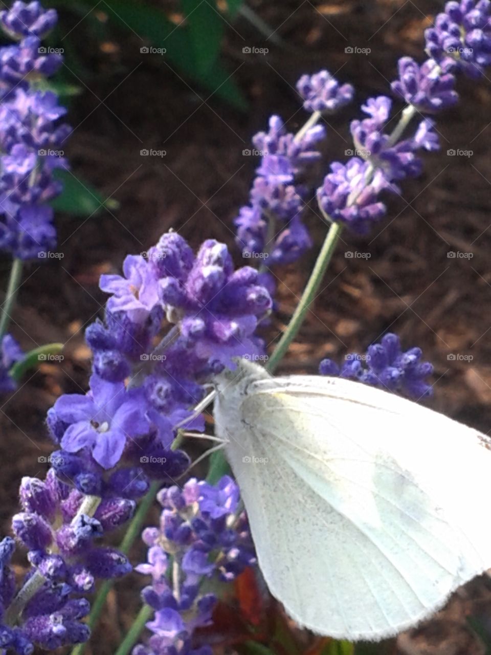 Tasting the Lavender. This simple but sweet butterfly stopped by to taste the Lavender  nectar.