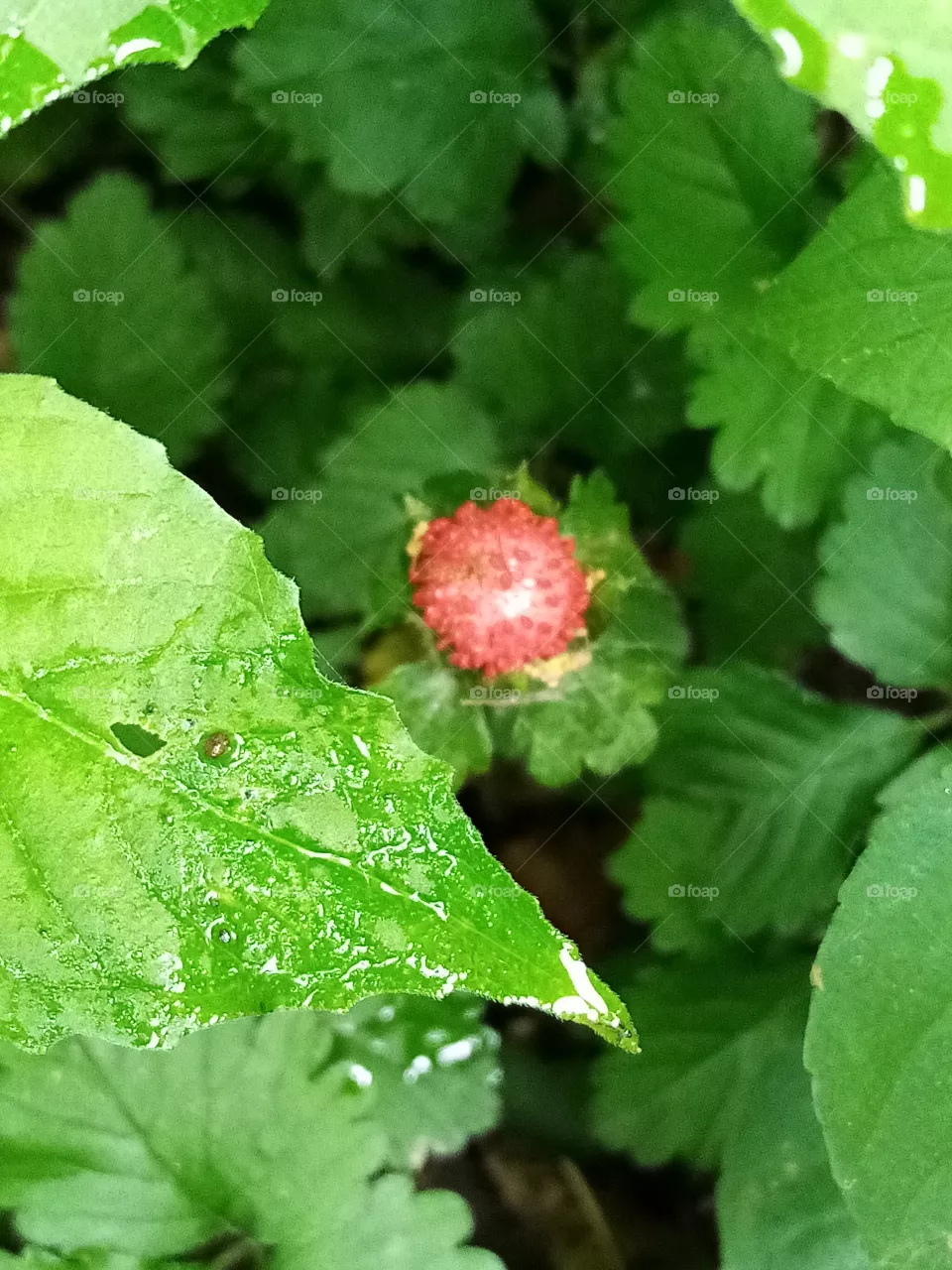 Erdbeere