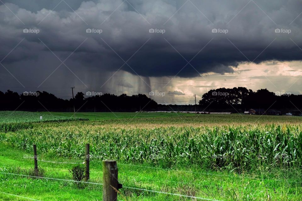 The corn smiles as the rain pours. 