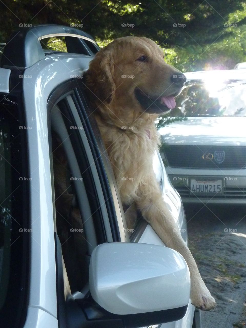 It’s definitely this dog’s day as he juts his classic Golden Retriever head out the car window, delighting in the cool air and in all that he can see and smell along the way. 