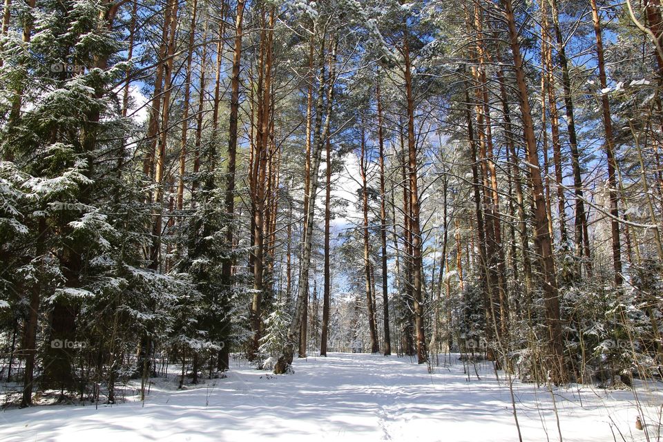 Winter forest 