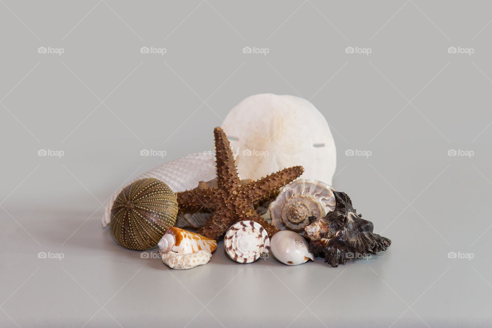 Various Seashells