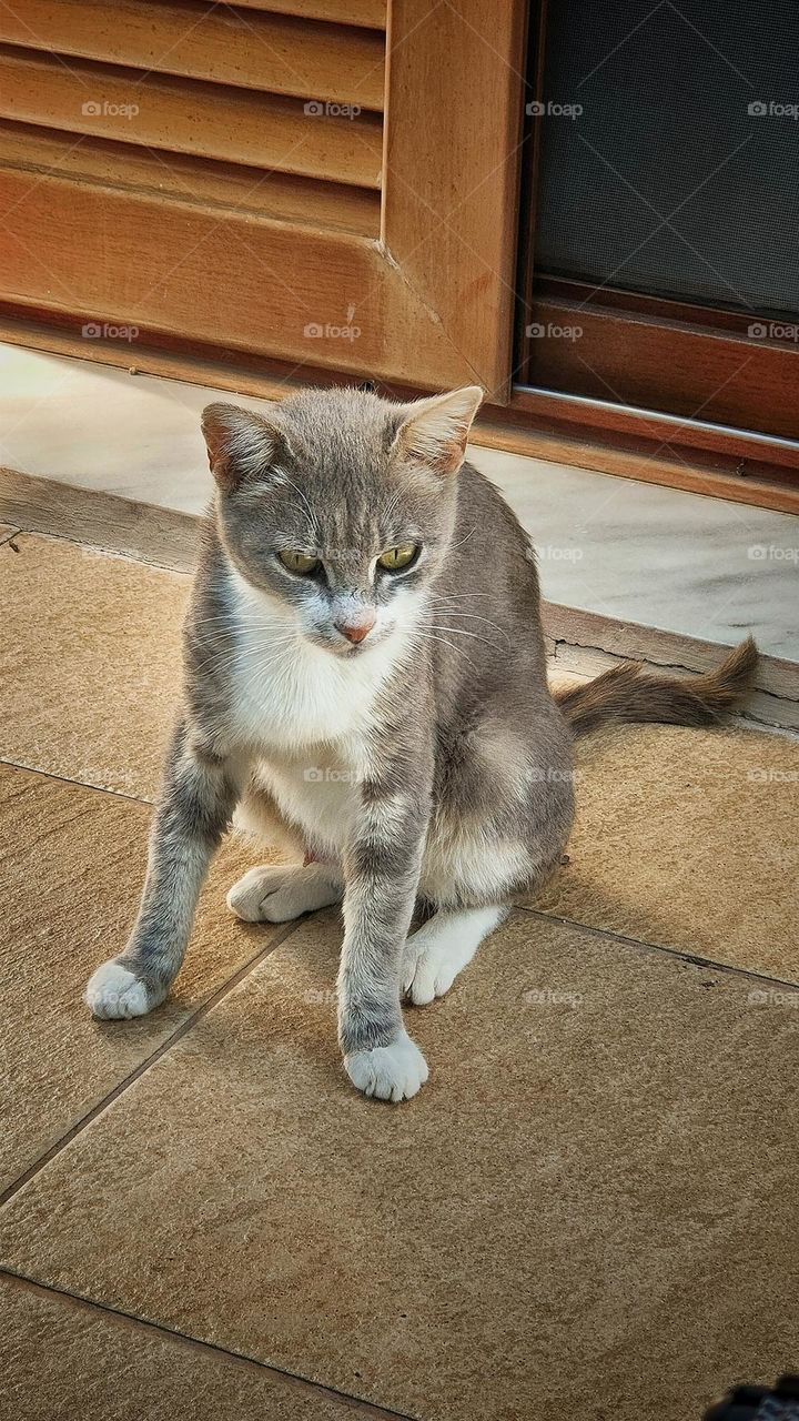 An adorable tiny stray cat