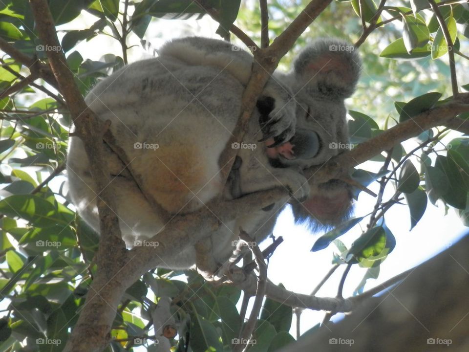 Koala