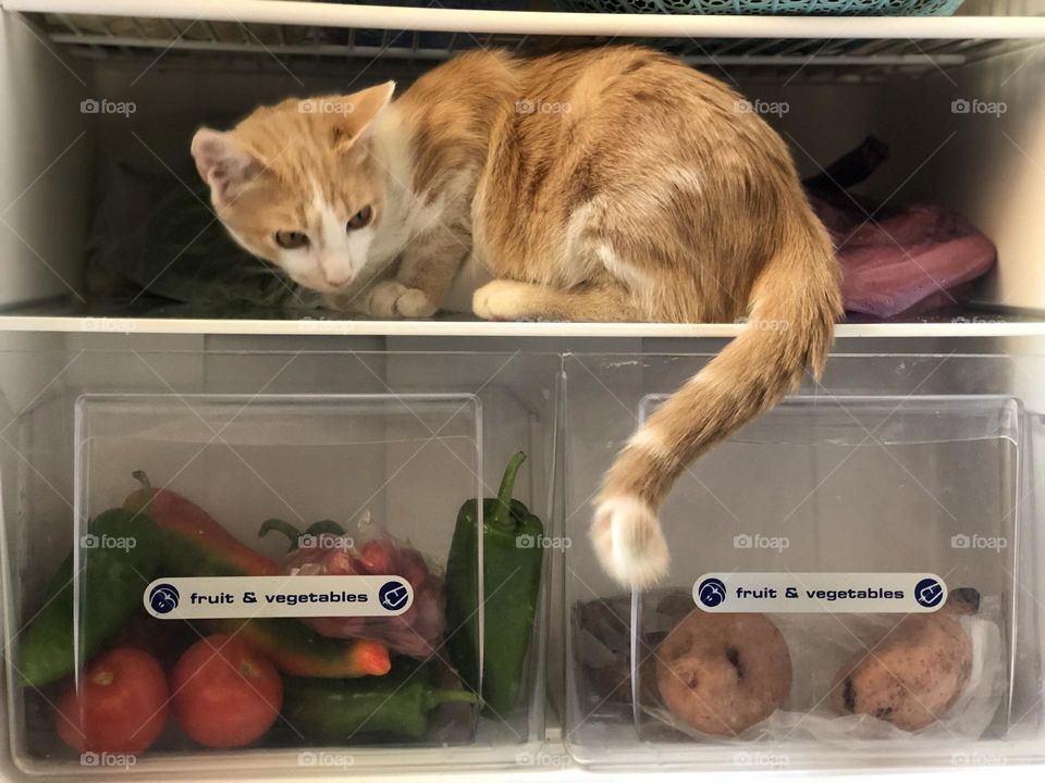 Beautiful and cute cat in the fridge looking at camera.