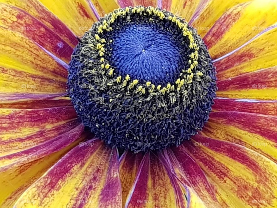 Closeup of a beautiful flowerhead