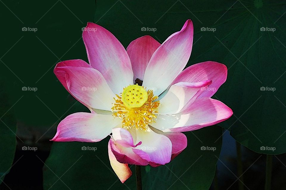 Lotus Flower