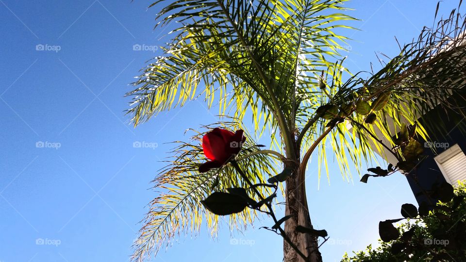 A rose tends towards a palm tree and the blue sky