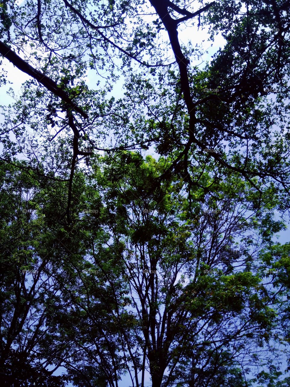 Tree, No Person, Landscape, Nature, Wood