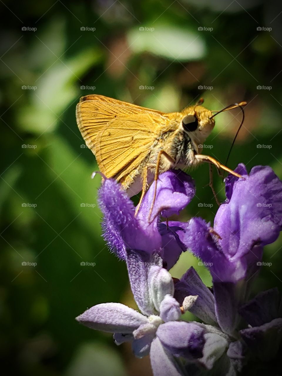 Macro of a female fiery skipper butterfly  standing on a purple mystic spires flower. 
( Hylephila phyleus )