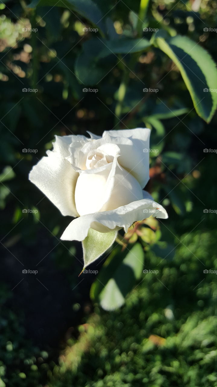 White Rose