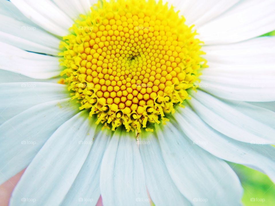 pyrethrum "giga white"