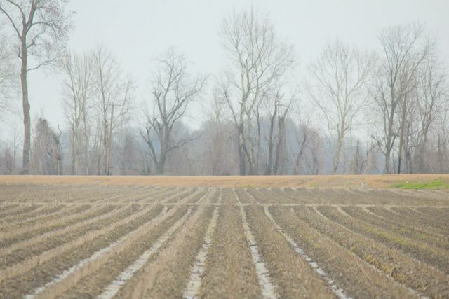 Rows